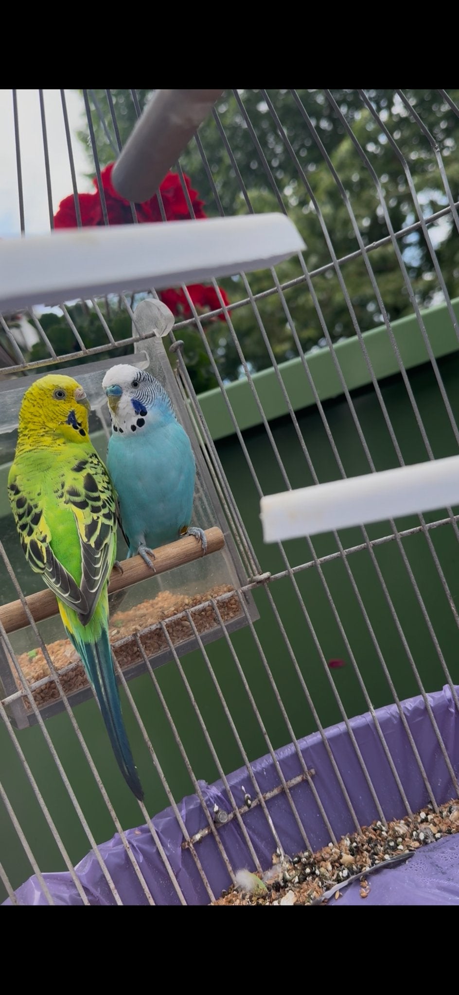 Mooie vogels: Parkieten & Kanaries, Dieren en Toebehoren, Meerdere dieren, Parkiet, Geringd