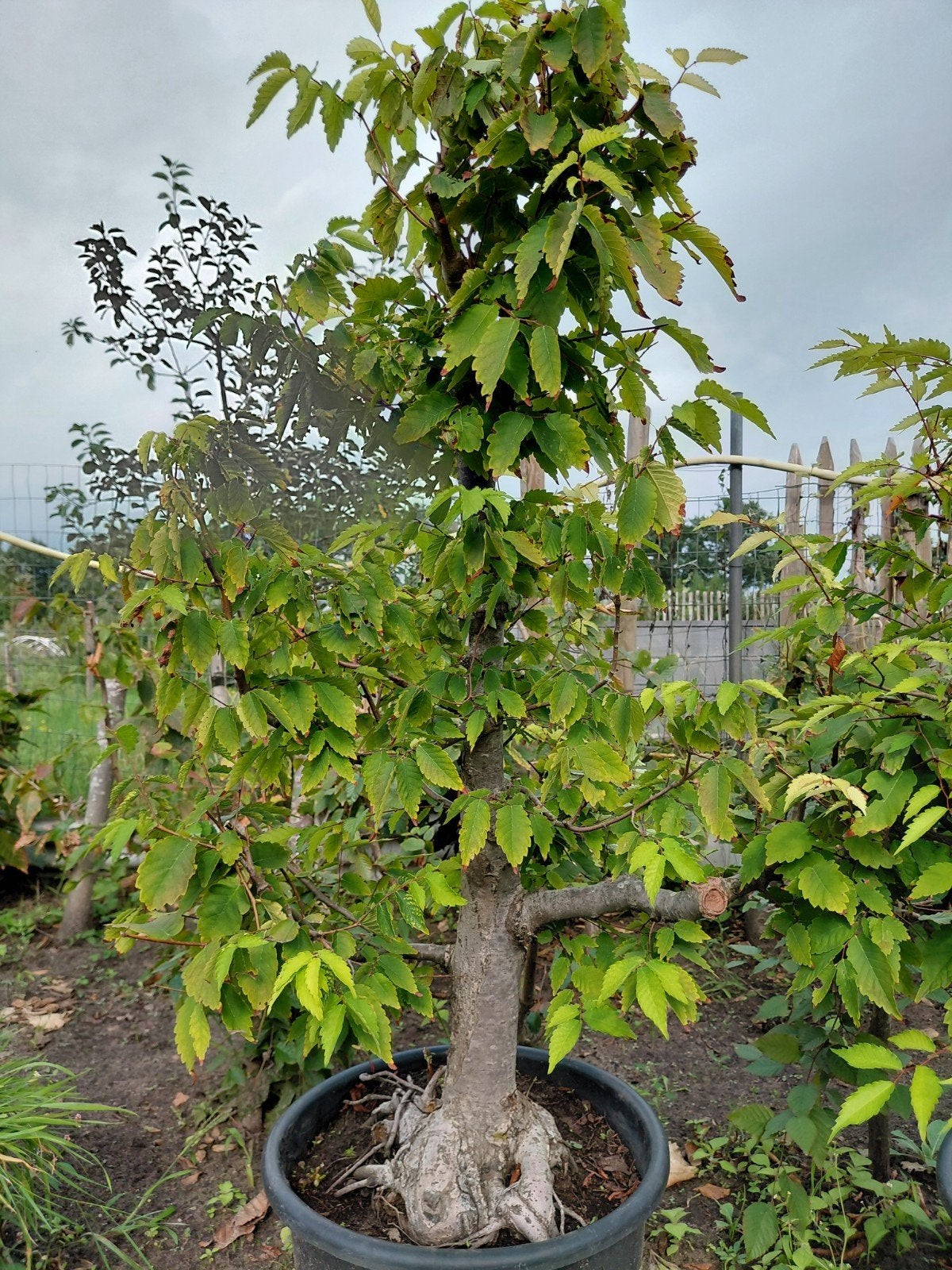Bonsai starter Zelkova Serrata, Ophalen, Bloeit niet, Halfschaduw, Overige soorten
