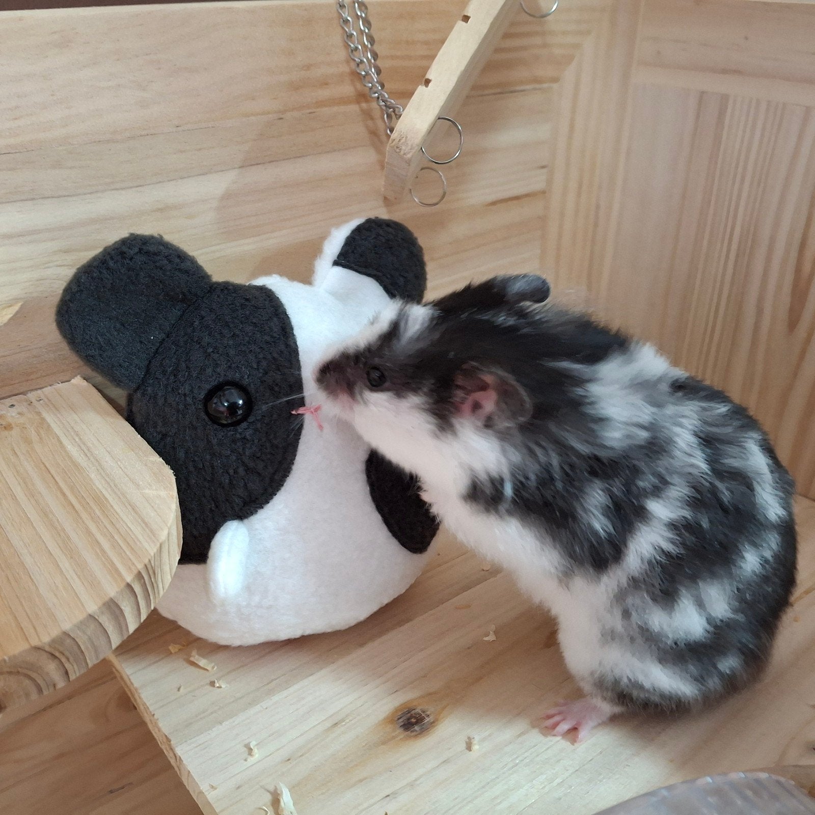 Goudhamster inclusief reismand, kooi., April, Vrouwelijk, Hamster