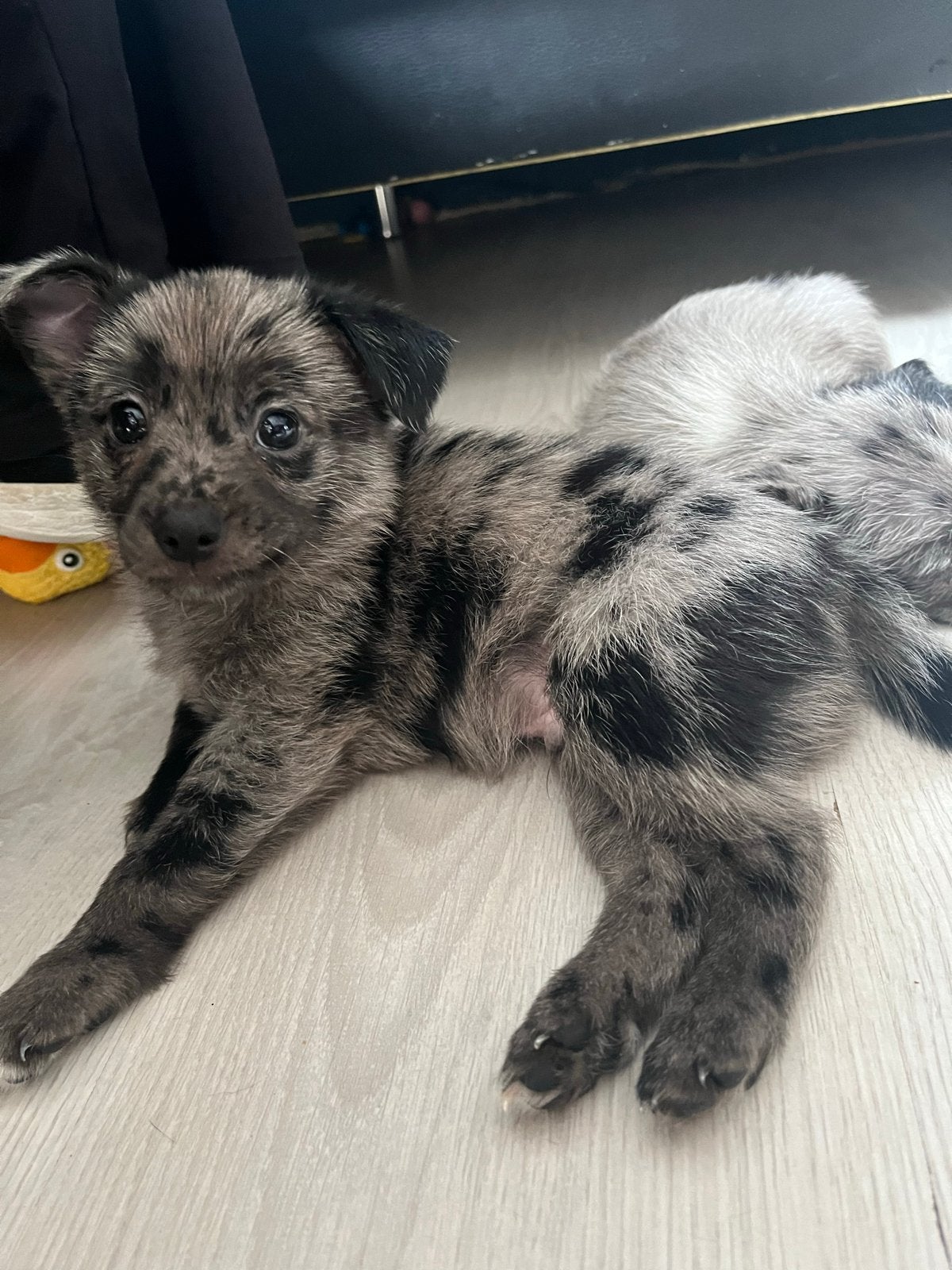 Kleinblijvende pups chihuahuaXpomeriaan Mogen direct mee, Dieren en Toebehoren, Honden | Niet-rashonden, 8 tot 15 weken, CDV (hondenziekte)
