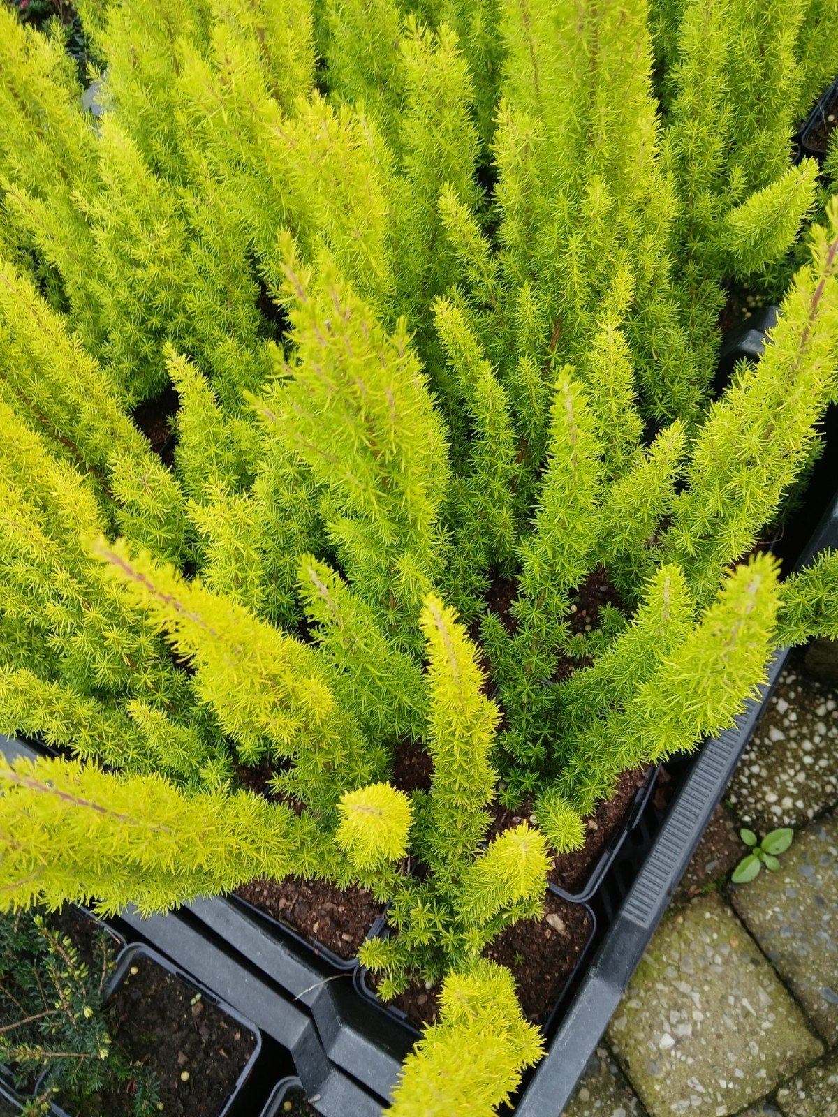 mooie erica en calluna heideplantjes voordelig, Tuin en Terras, Ophalen, Overige soorten, Minder dan 100 cm