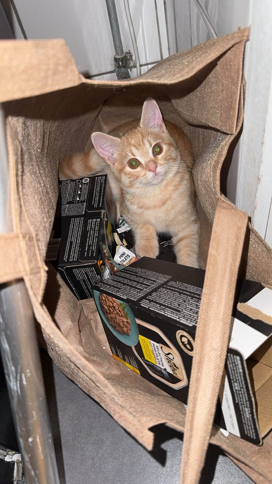 Oranje katertje kitten, Dieren en Toebehoren, Kater