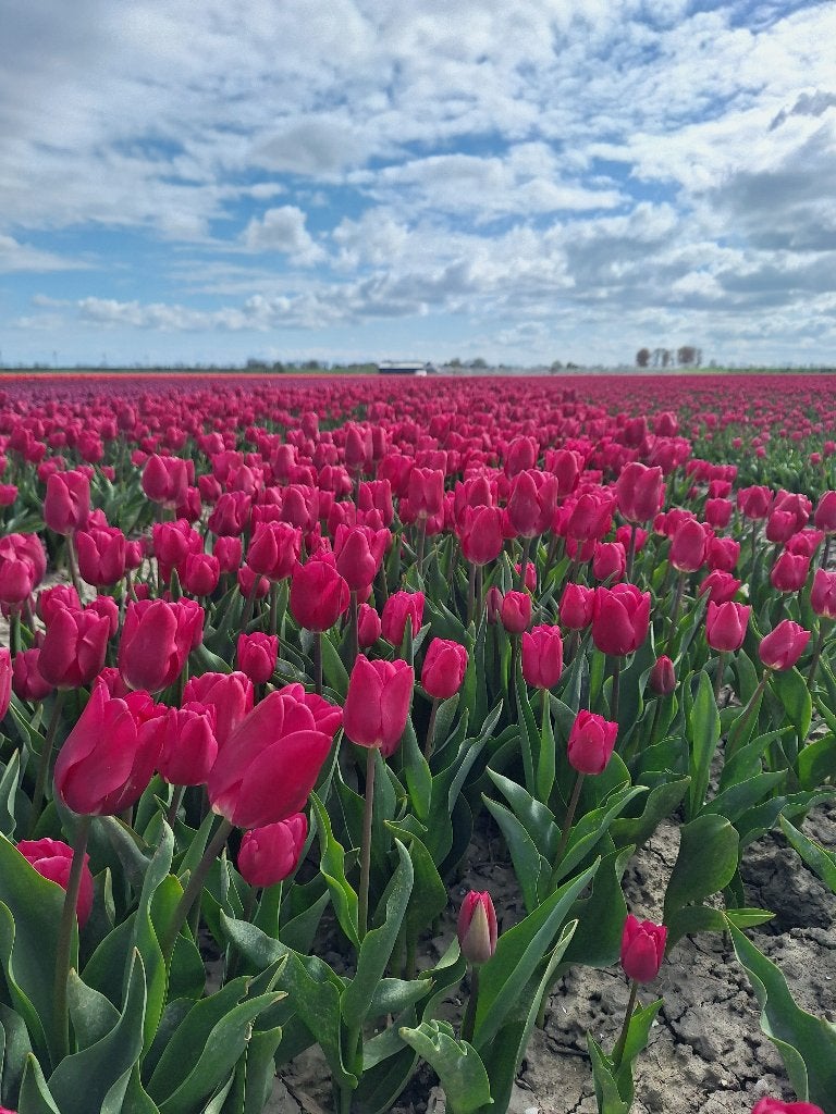 Tulpenbollen Pink Ardour (roze), 200 stuks voor 27,50, Ophalen of Verzenden, Najaar, Volle zon, Bloembol