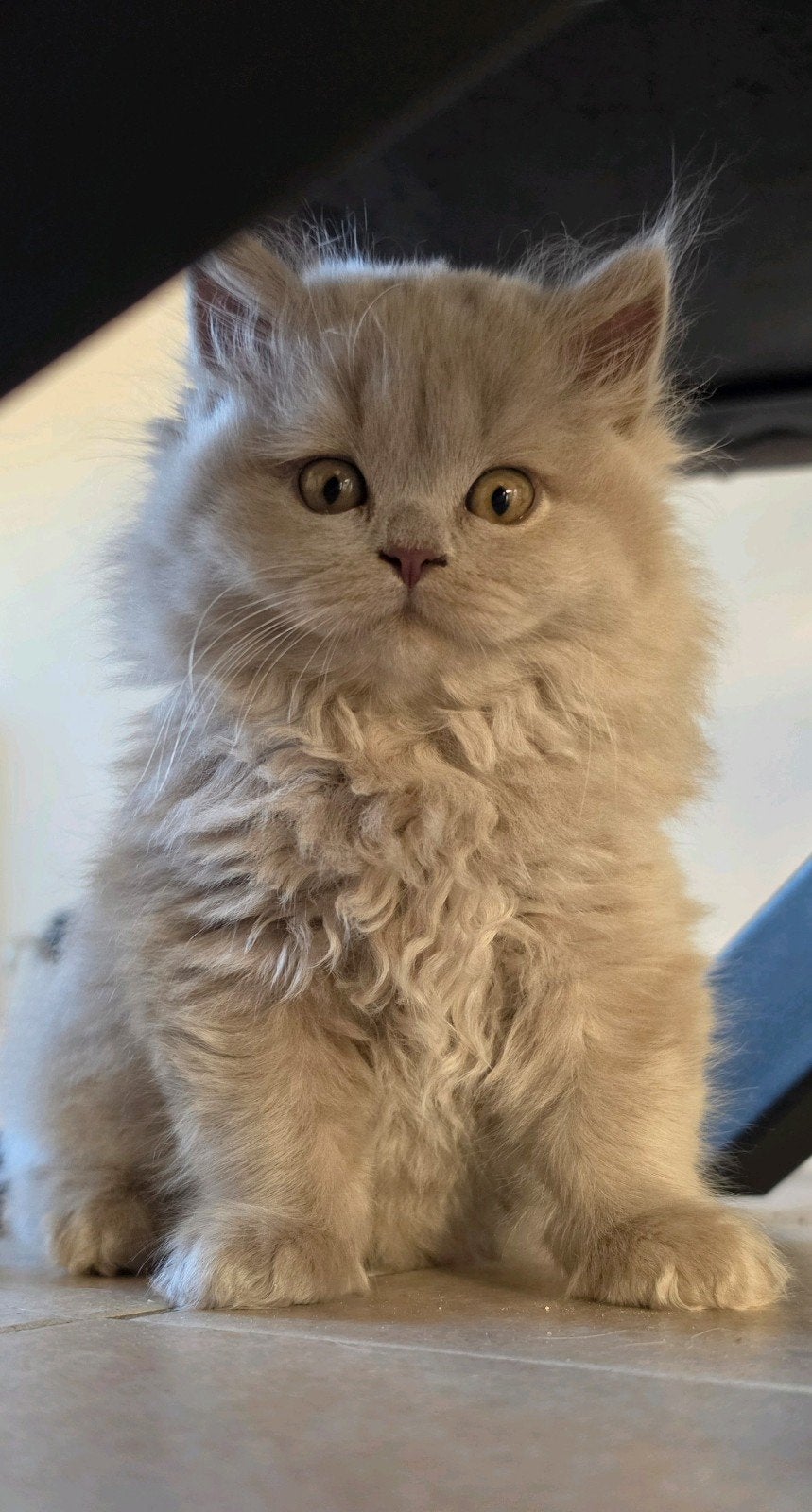 Britse korthaar langhaar blauwe & lilac kittens, Meerdere dieren