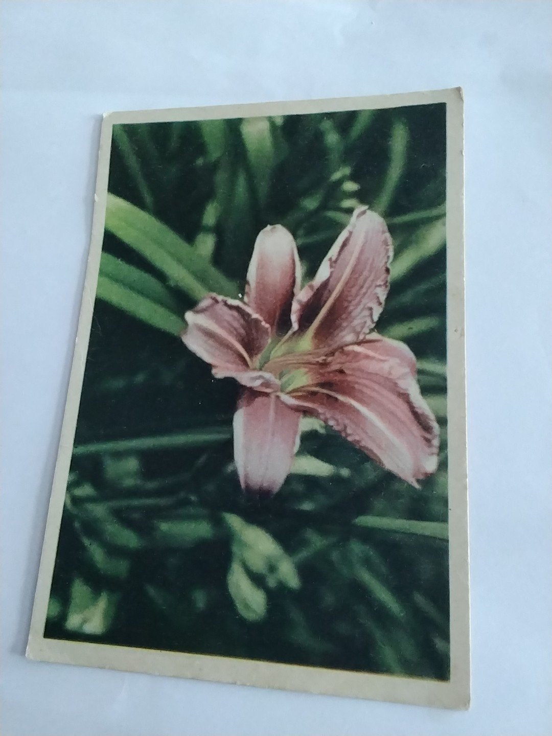 Oude ansichtkaart met bloem en postzegel, Verzamelen, Ophalen of Verzenden, Voor 1920, Gelopen
