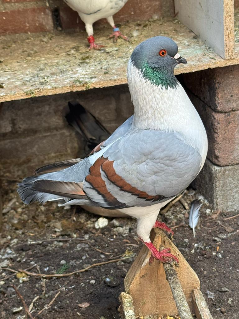 King duif, Dieren en Toebehoren, Vogels | Duiven, Mannelijk