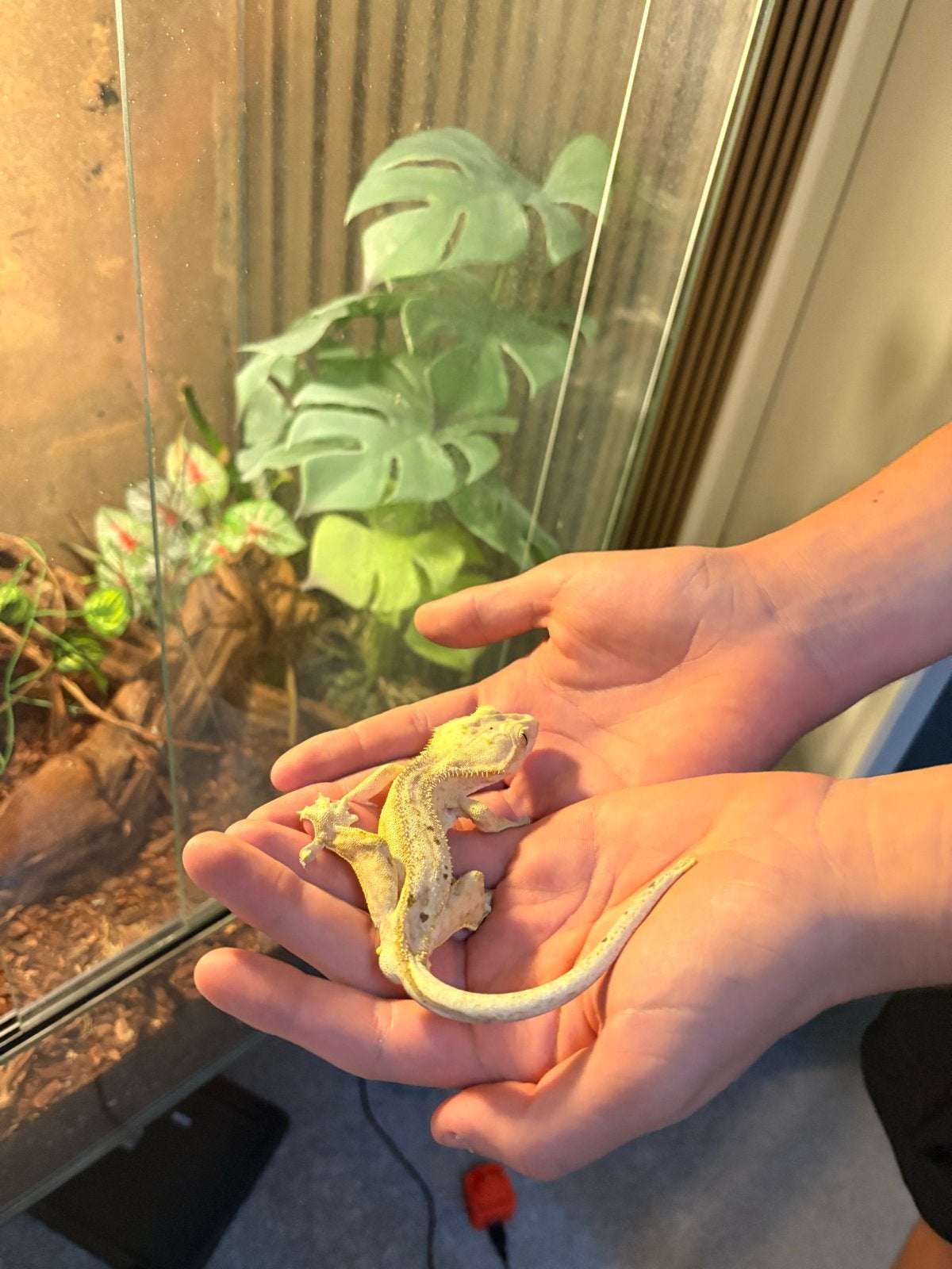 Wimper Gekko met terrarium en toebehoren Crested Gecko photo 5