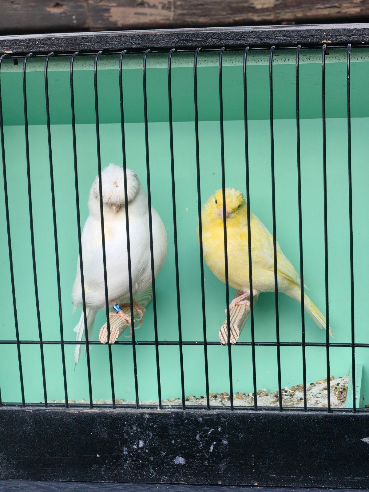gloster canary, Postuurkanarie