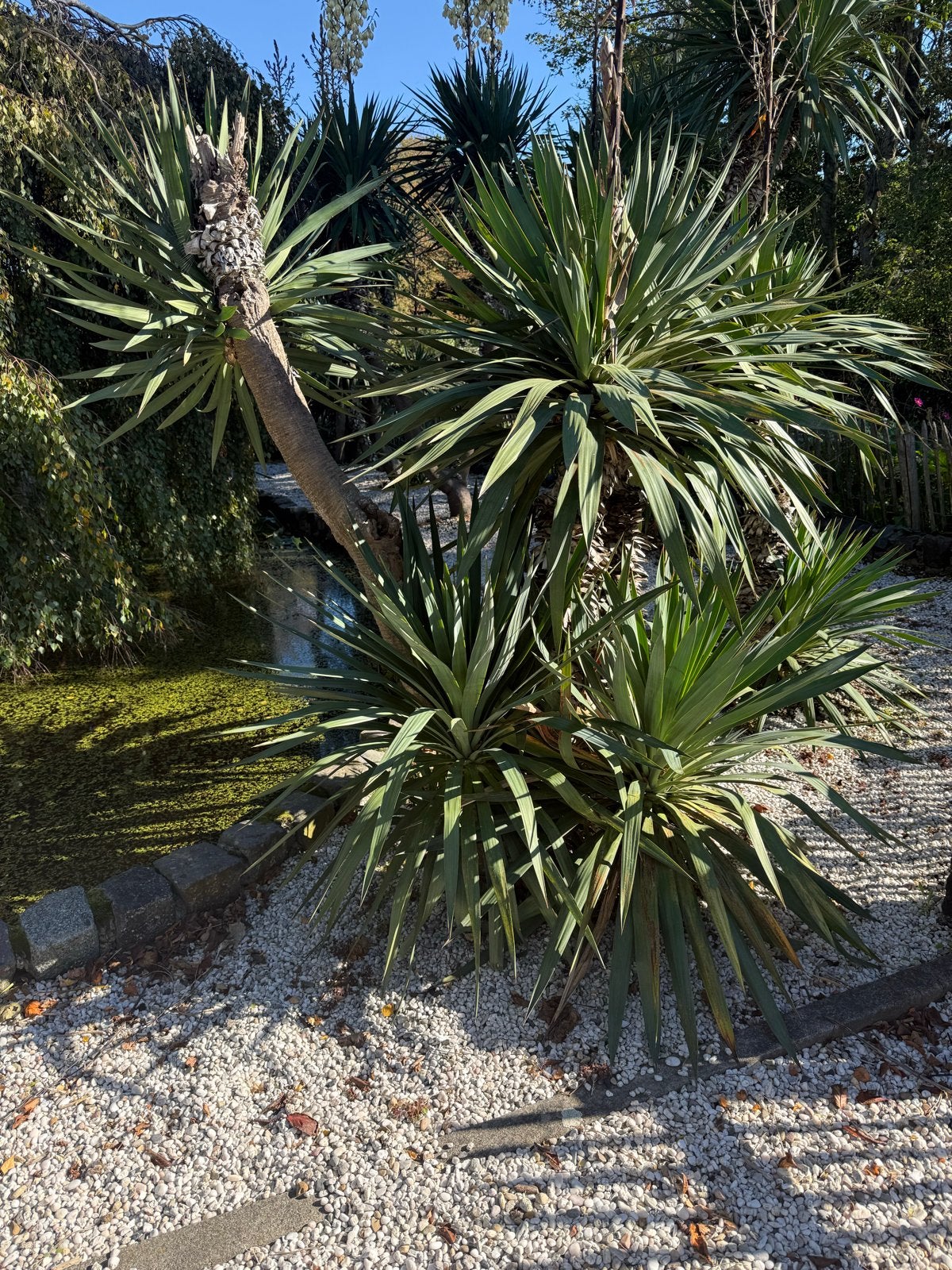 Grote Yucca Plant - Perfect voor een tropische sfeer, Tuin en Terras, Overige soorten, Volle zon, Vaste plant, Ophalen of Verzenden