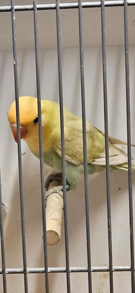 Jonge dwergpapegaai om tam te maken, Dieren en Toebehoren, Vogels | Parkieten en Papegaaien, Geslacht onbekend, Dwergpapegaai of Agapornis