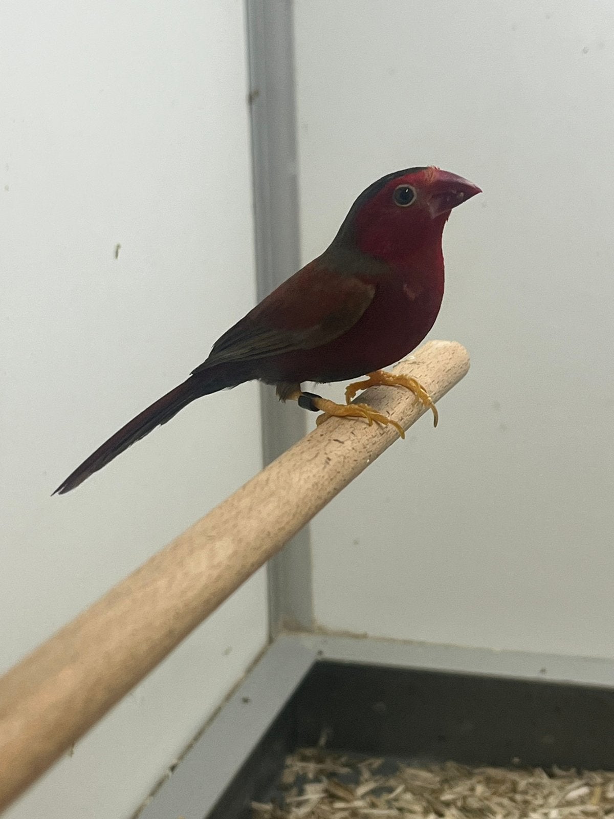 1-1 Zon Astrilde Split Geel, Dieren en Toebehoren, Vogels | Overige Vogels, Meerdere dieren, Tropenvogel, Geringd
