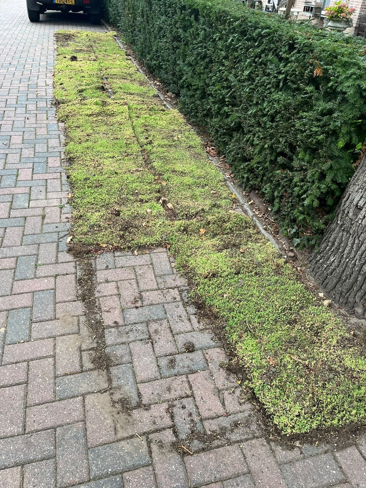 15 Sedummatten voor een groen dak of tuin, Tuin en Terras, Ophalen of Verzenden, Vaste plant, Bodembedekkers, Volle zon