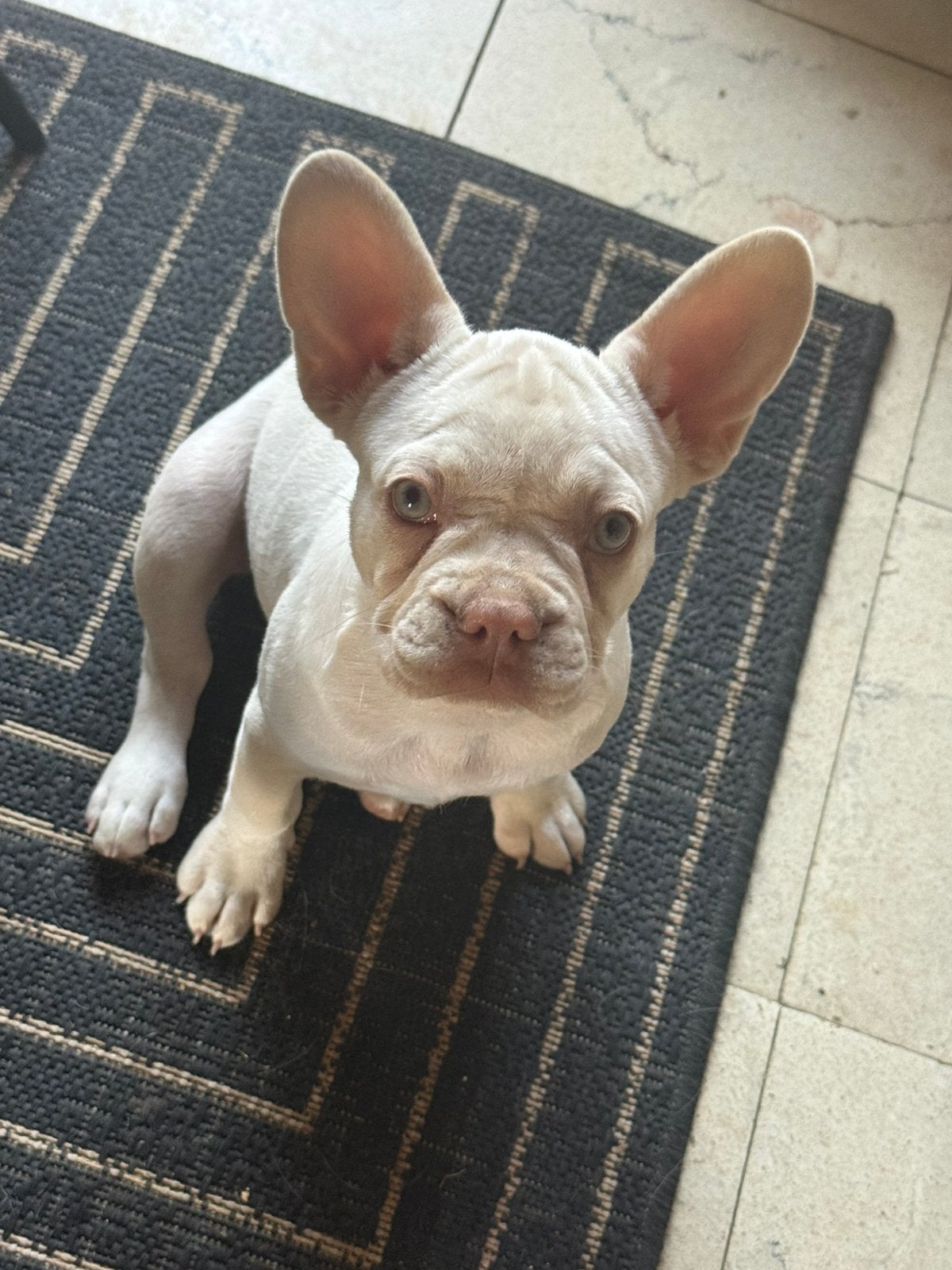 Franse bulldog teefje pup, België, Particulier, 8 tot 15 weken, Teef