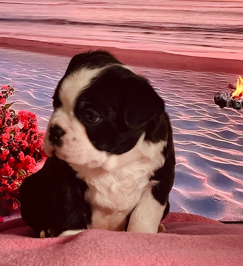 Nog 1 mooie Boston terriër pups alle kleuren !, 8 tot 15 weken, Parvo, Meerdere, Meerdere dieren