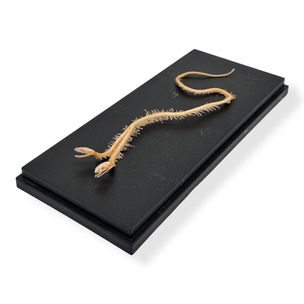Siamese rattenslang skelet *RARE*, Ophalen of Verzenden, Nieuw, Reptiel of Amfibie, Overige typen