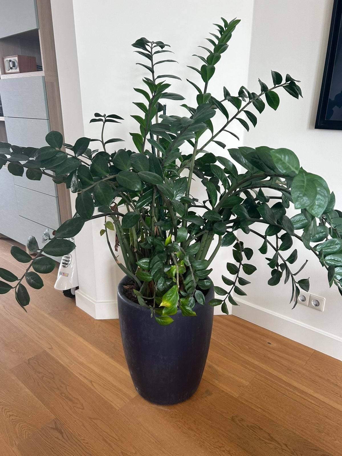Grote kamerplant Zamioculcas met pot, Huis en Inrichting, Kamerplanten, Ophalen, Overige soorten, Halfschaduw, 150 tot 200 cm
