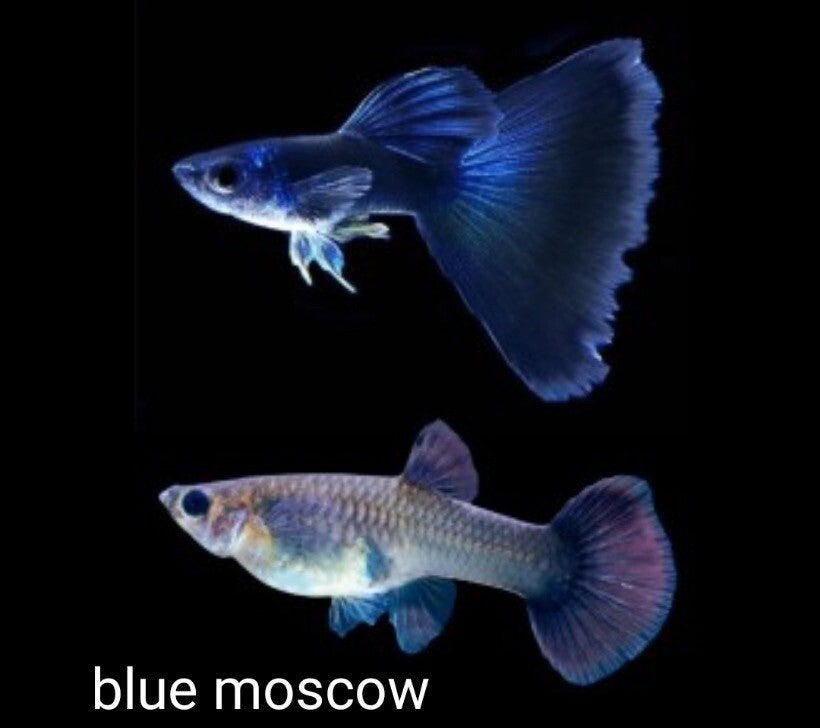 Blue moscow guppen RASZUIVER *** BINNEKORT TE KOOP ***, Dieren en Toebehoren, Vissen | Aquariumvissen, Vis, Zoetwatervis, Schoolvis