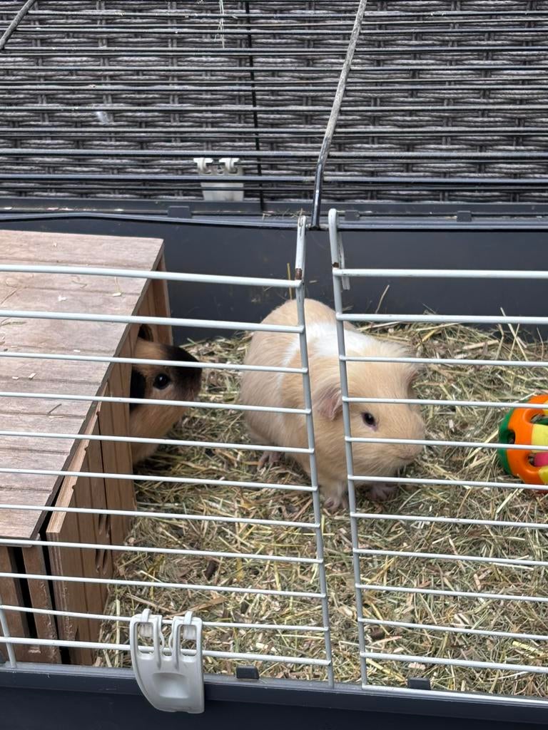 Cavia’s inc inboedel, nieuw huisje gezocht, Mei, Mannelijk, Cavia
