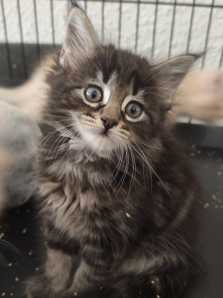 Maine coon kittens, Meerdere dieren, Gechipt, 0 tot 2 jaar