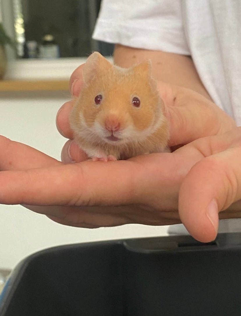 Goudhamster, Hamster, April, Vrouwelijk, Tam