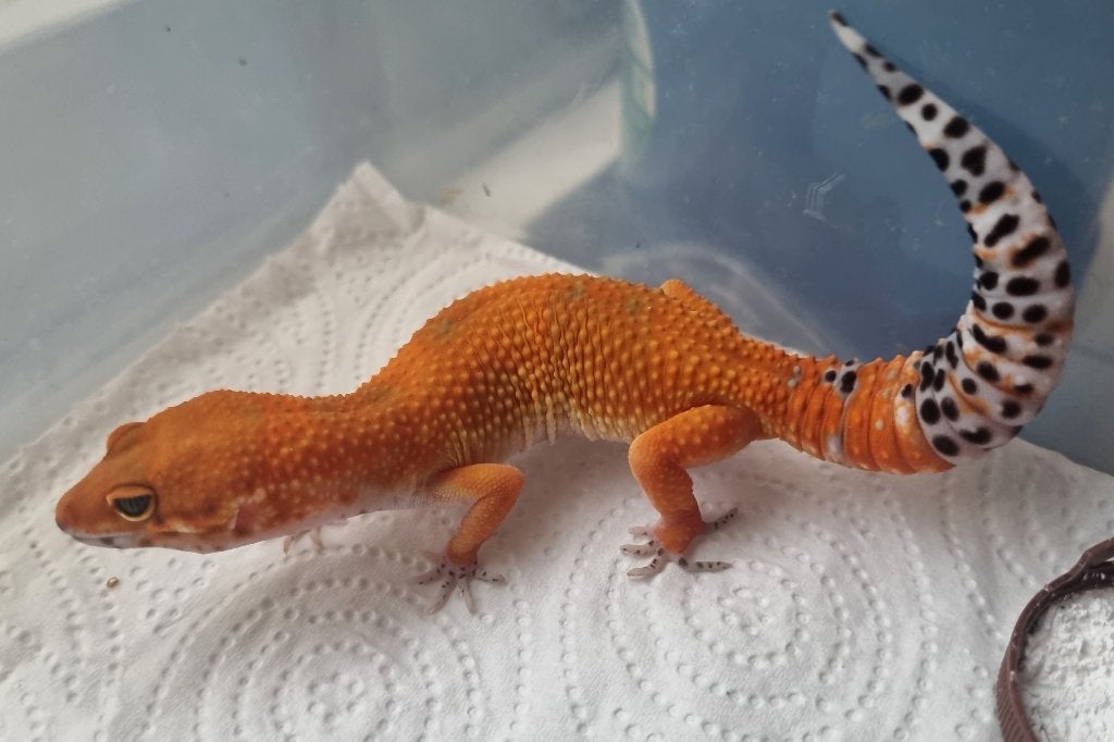 0.1 purplehead mandarin het tremper albino luipaardgekko