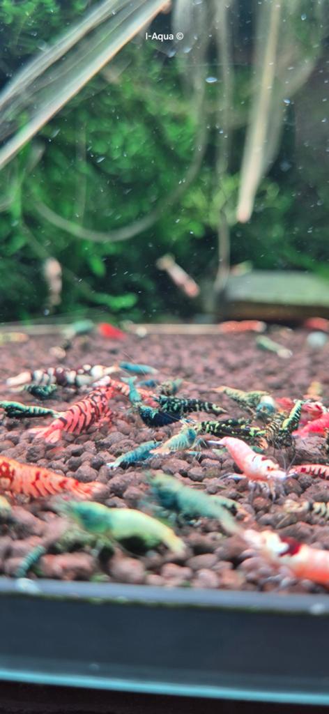 Foto 9 van Skittles caridina garnalen bezorging mix 10+5 gratis!