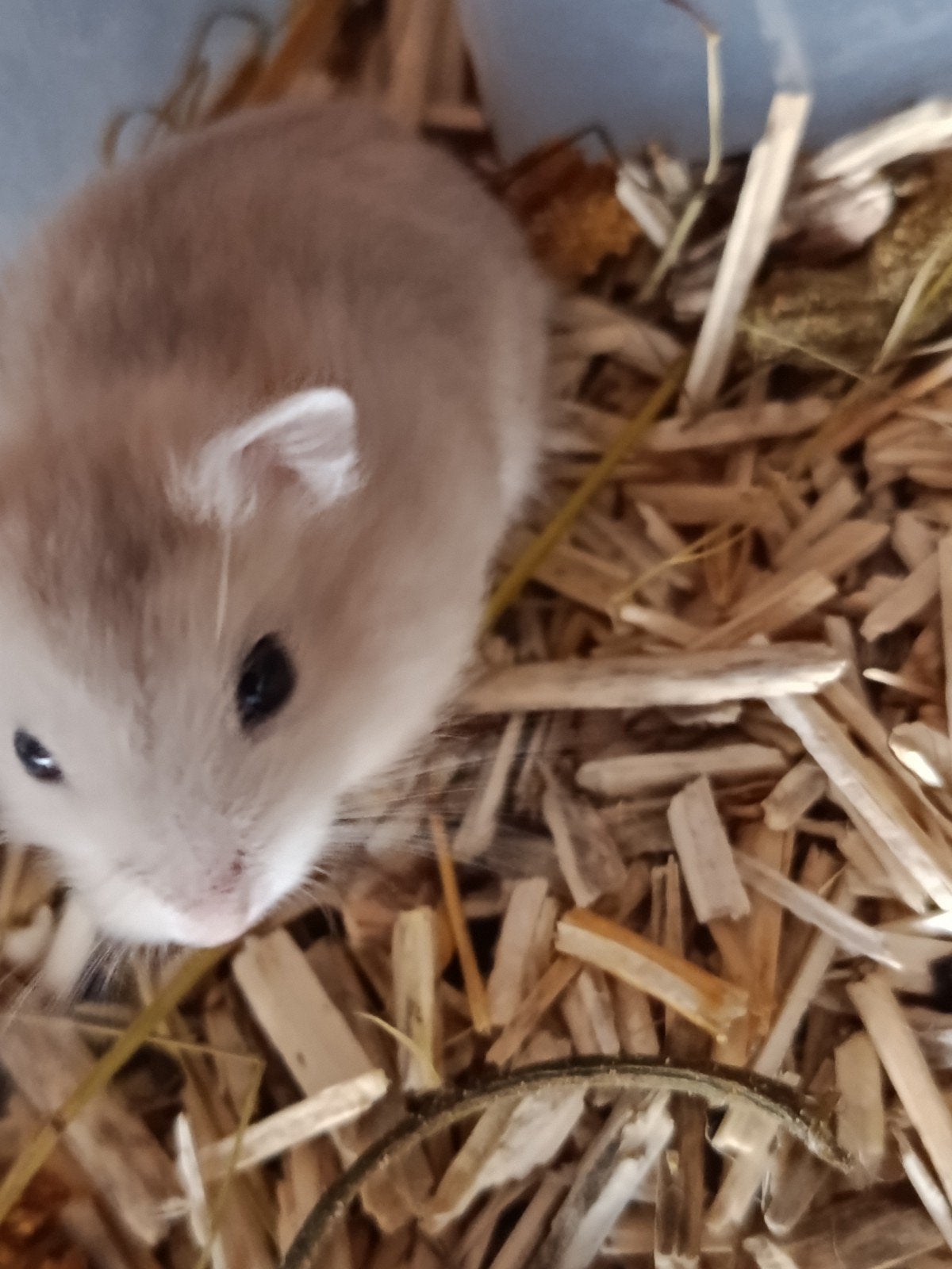 Russisch dwerghamsters verschillende kleuren, September, Meerdere dieren, Hamster
