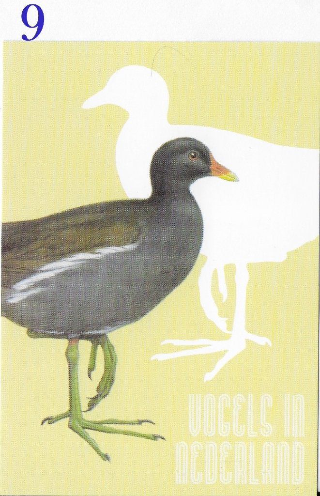 Ansichtkaart Vogels in Nederland Waterhoen ( B3937), Verzamelen, Ophalen of Verzenden, 1980 tot heden, Ongelopen