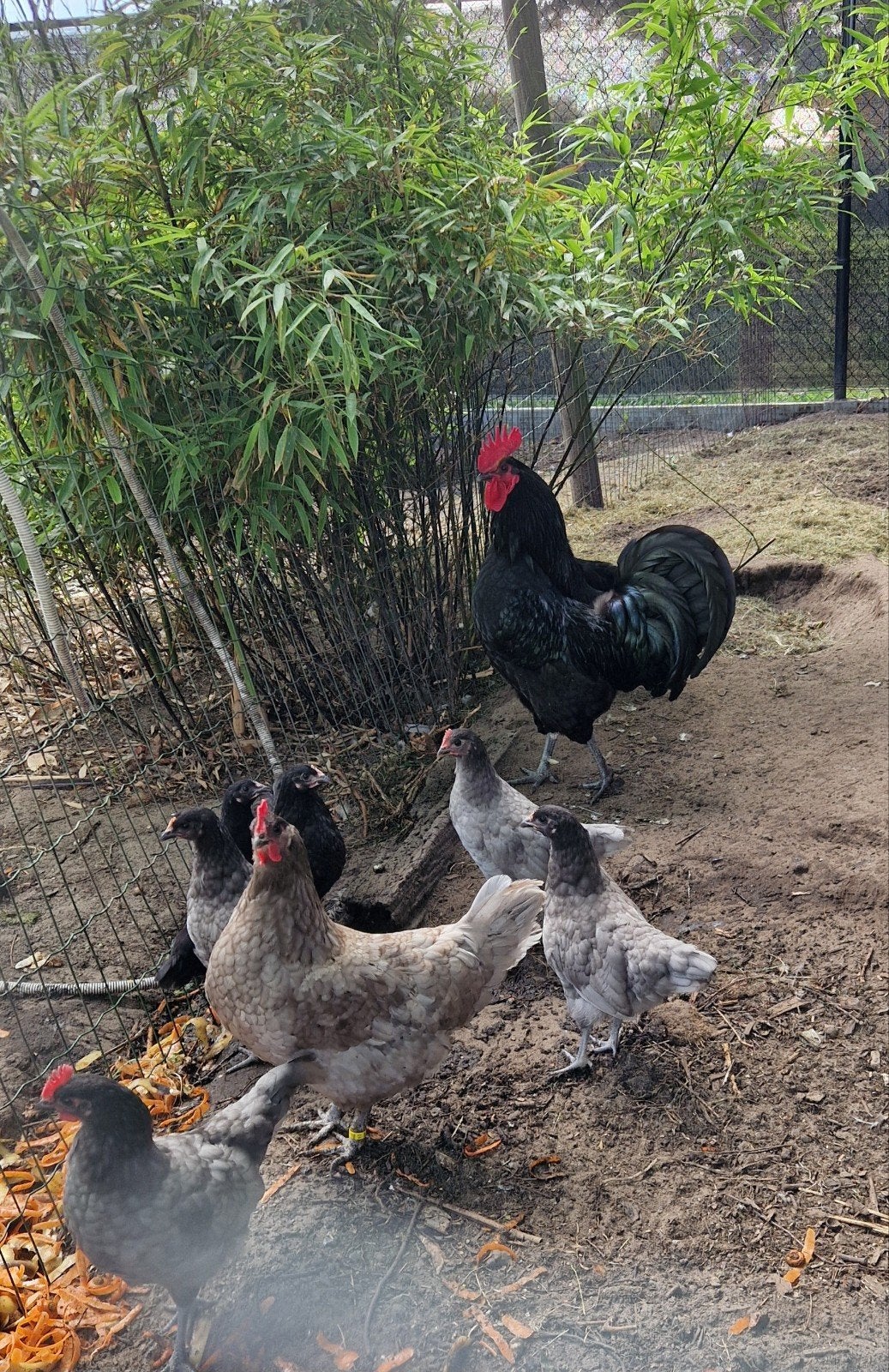 Hervehoen, Meerdere dieren, Kip