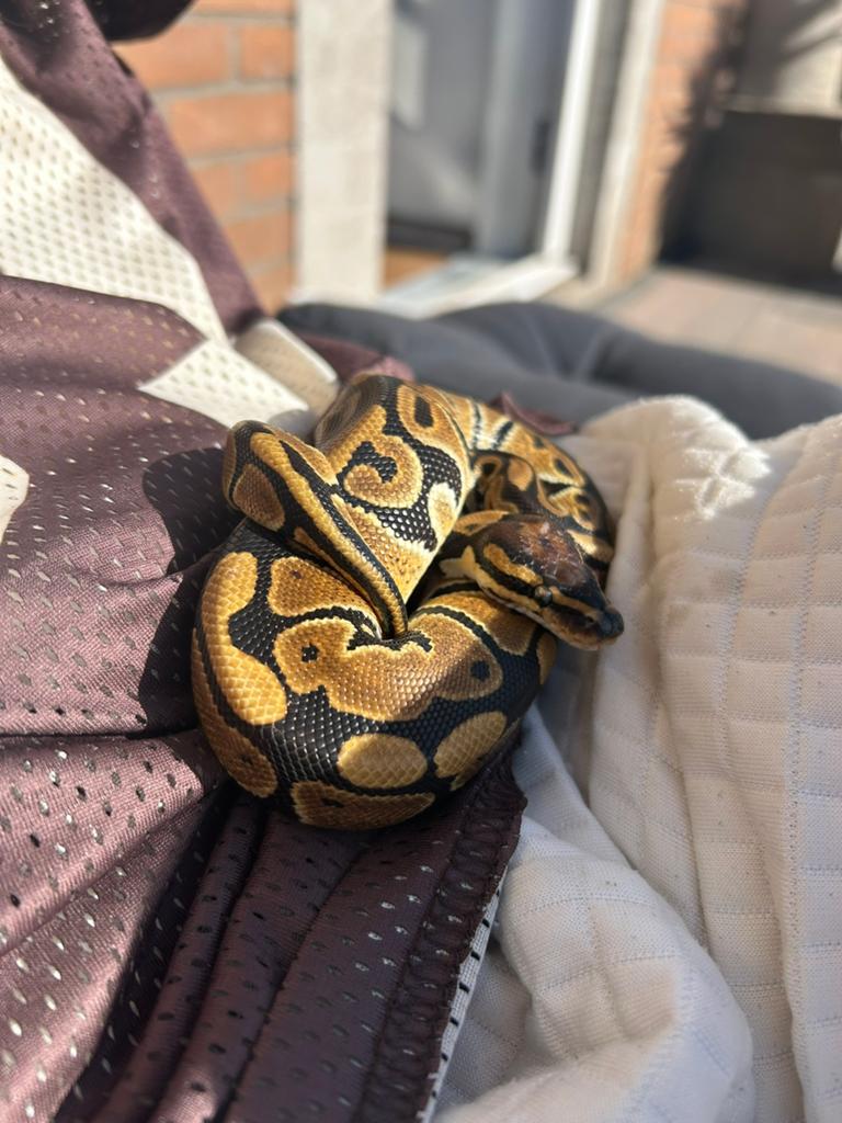 Ballpyton Koningspython met terrarium Ball Python - unknown for sale from francisschuurmans