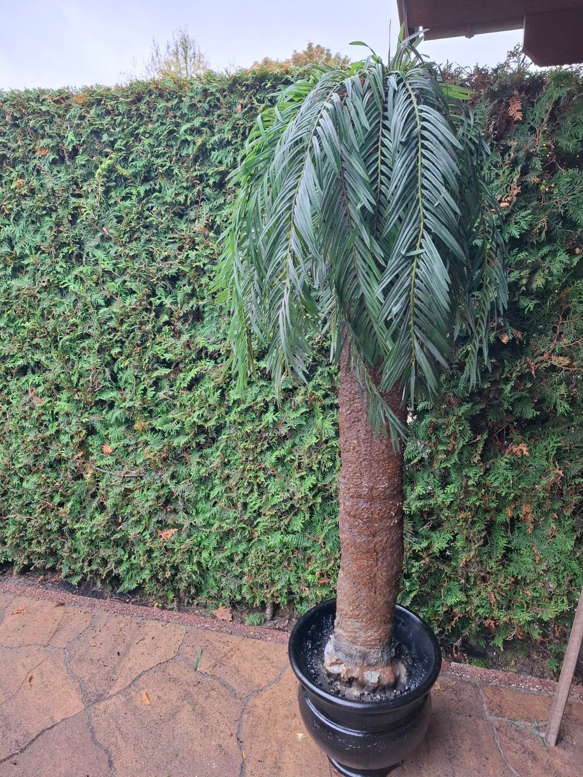 prachtige grote kunst palmboom, Ophalen