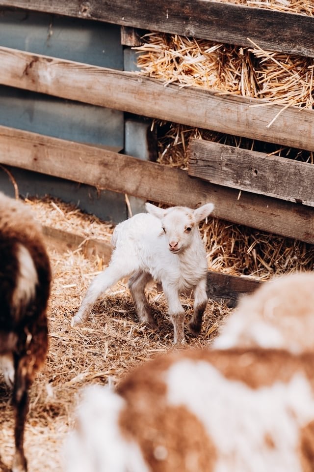 12 Soay lammetjes te koop, Dieren en Toebehoren, Meerdere dieren, Schaap, 0 tot 2 jaar