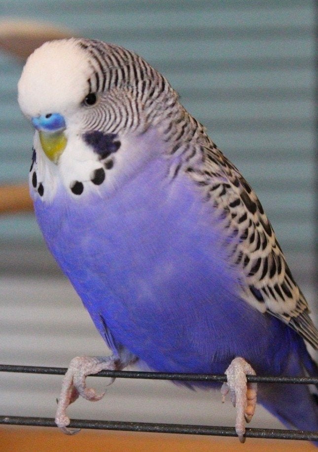 gezocht!!, Dieren en Toebehoren, Vrouwelijk, Parkiet, Geringd