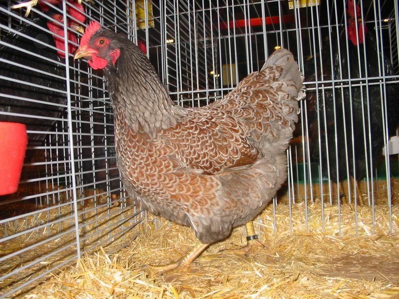 Vuil witte haan (splas ) barnevelder, Dieren en Toebehoren, Pluimvee, Mannelijk, Kip