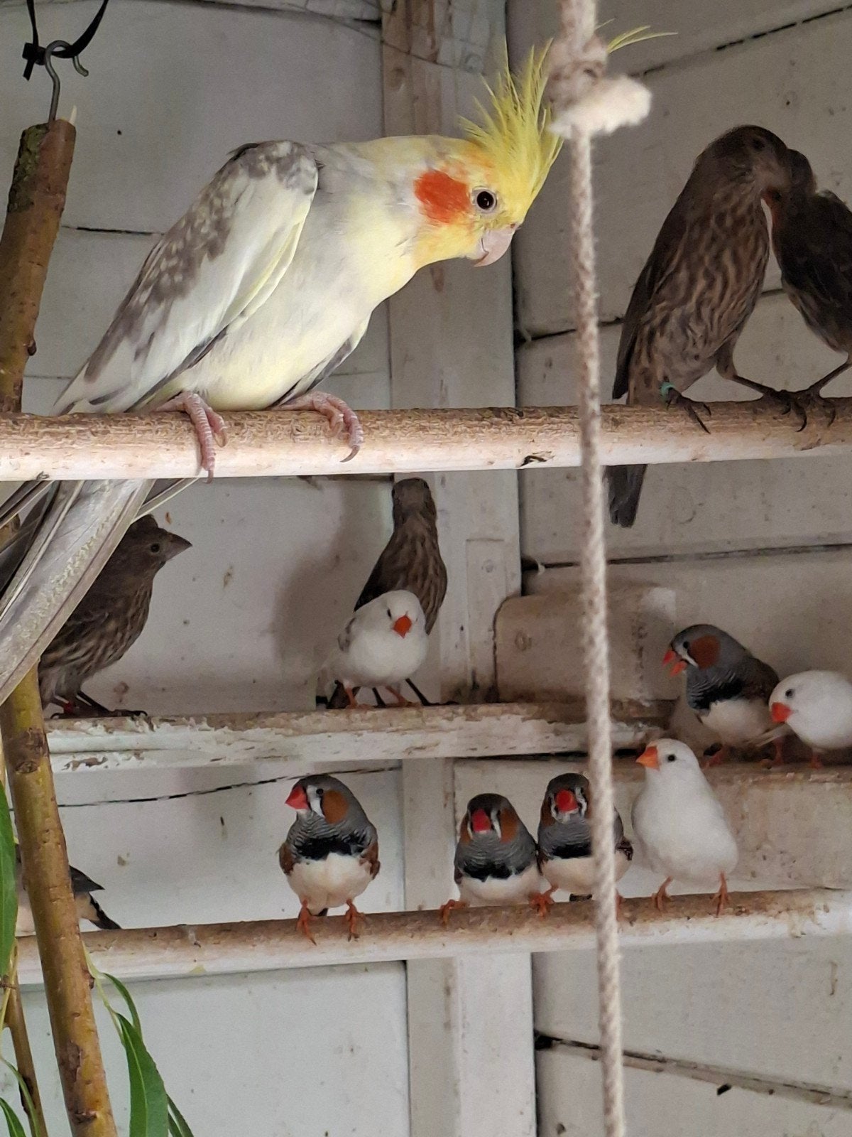 Vogels, Dieren en Toebehoren, Vogels | Parkieten en Papegaaien, Meerdere dieren, Parkiet