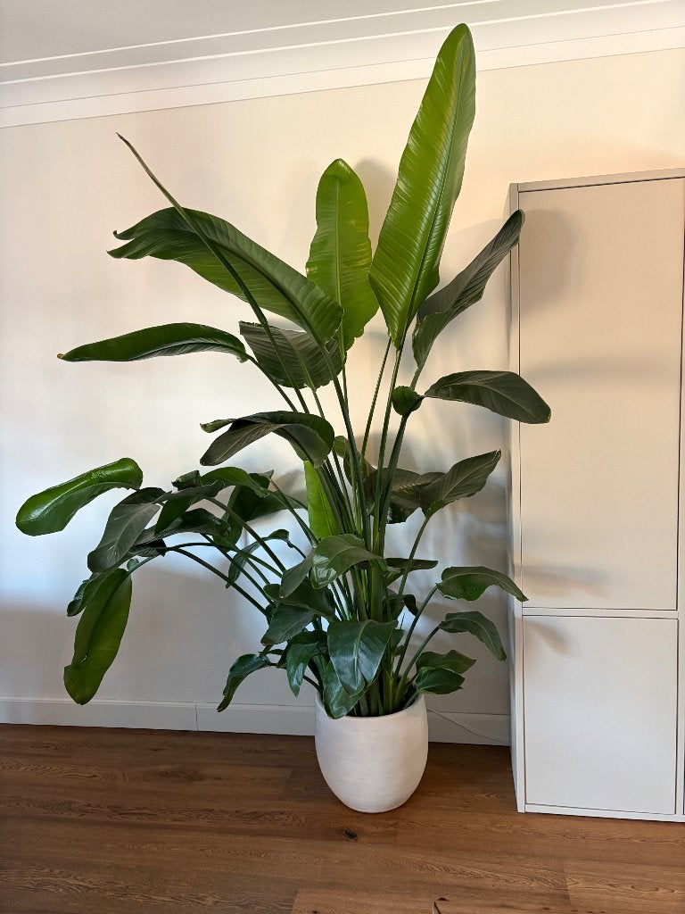 strelitzia, Ophalen, Overige soorten, In pot, 150 tot 200 cm
