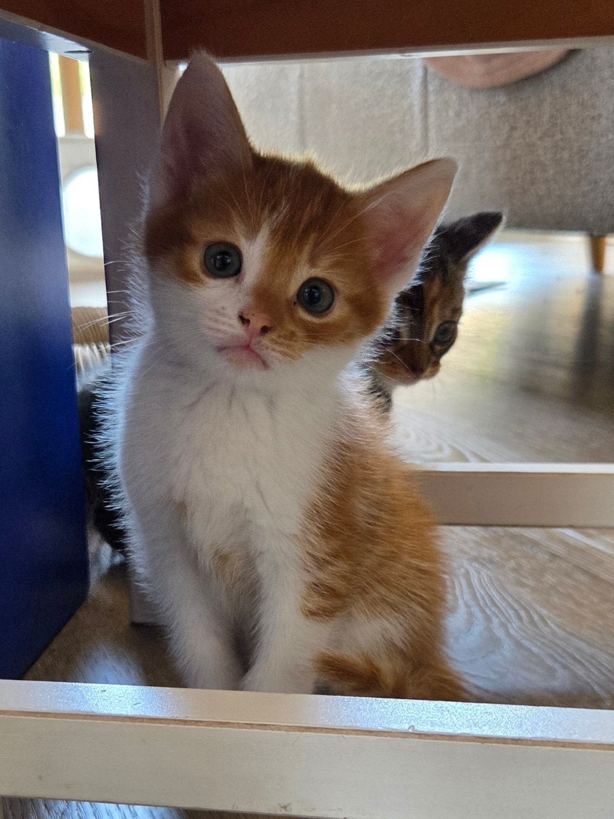 Vier kittens te koop!, Meerdere dieren