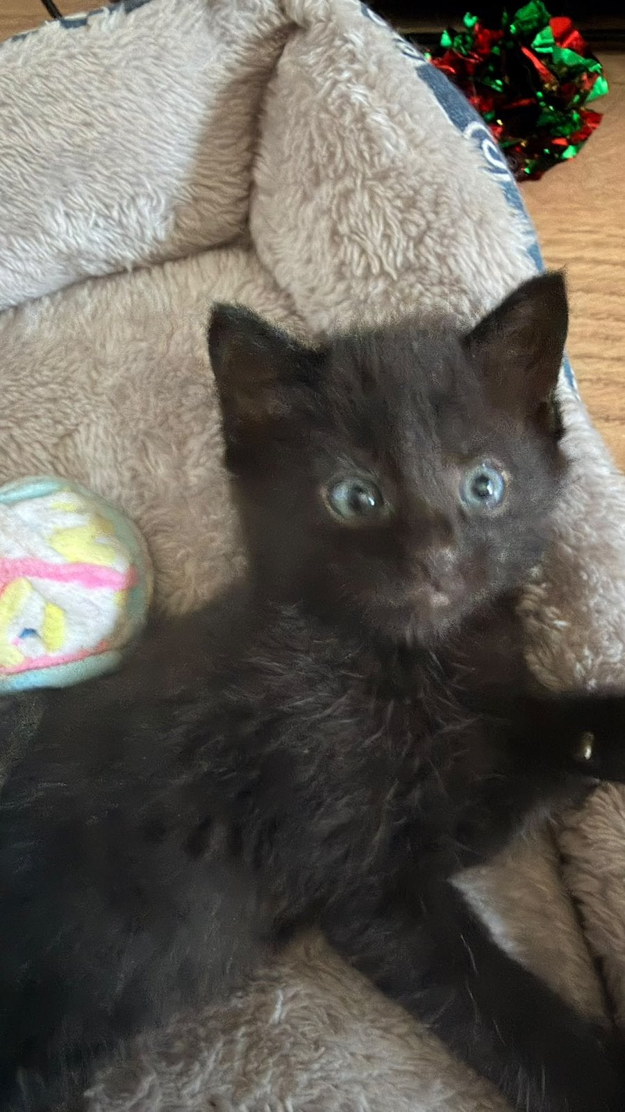Maine coon, Dieren en Toebehoren, Poes