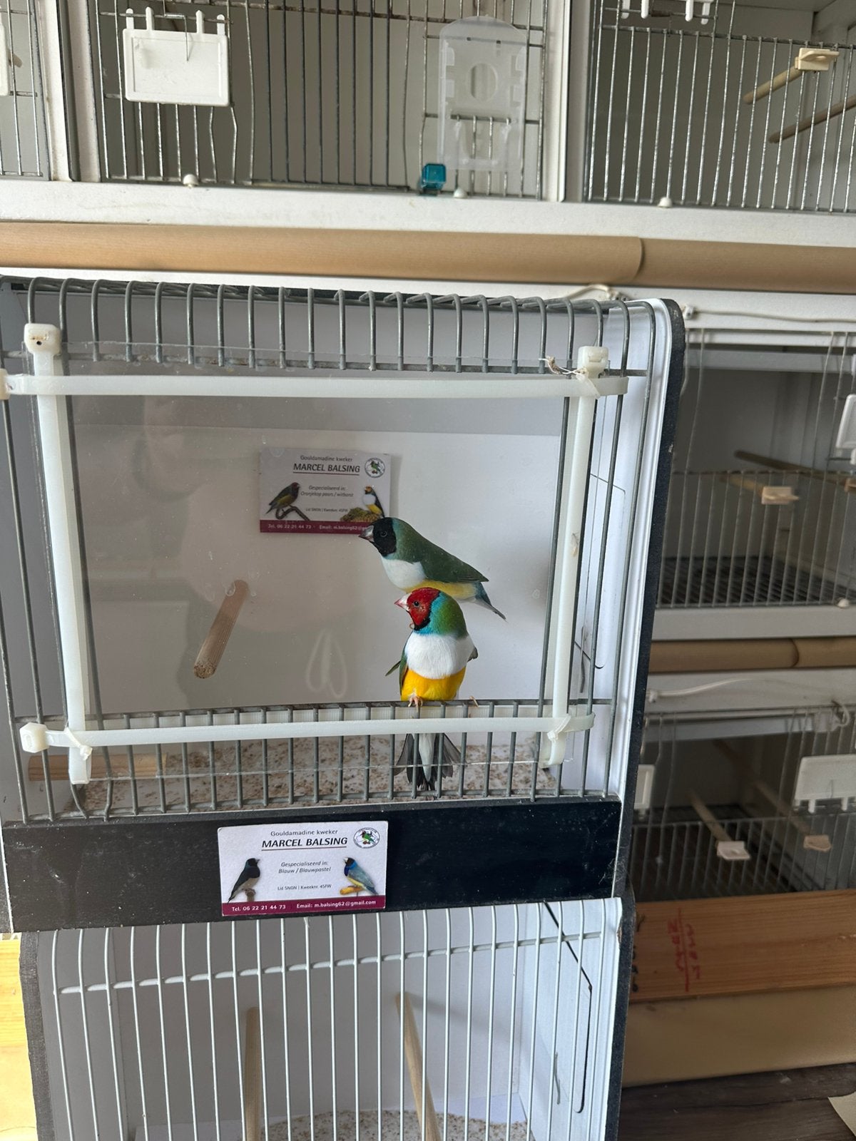 Gouldamadine s goulds, Dieren en Toebehoren, Meerdere dieren, Tropenvogel, Geringd