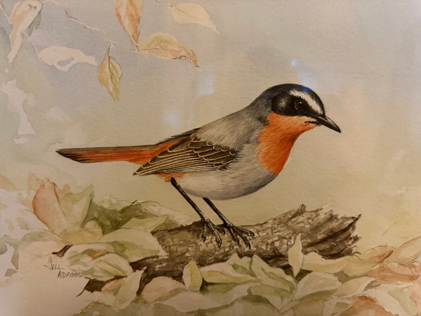 Prachtige aquarel van Jill Adams: Kaapse lawaaimaker, Realistisch, Gesigneerd, Dieren, Ophalen of Verzenden