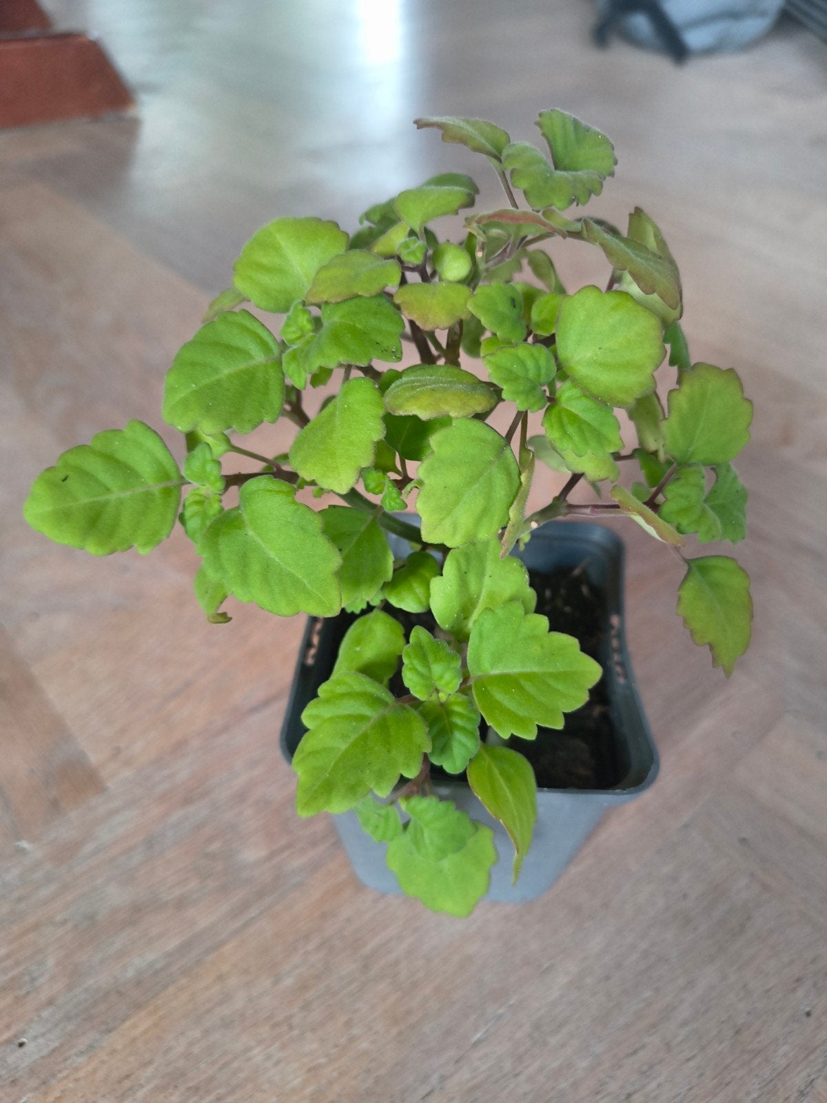 Plectranthus Ernstii - Unieke succelente plant voor liefhebb, Ophalen, Halfschaduw, Minder dan 100 cm