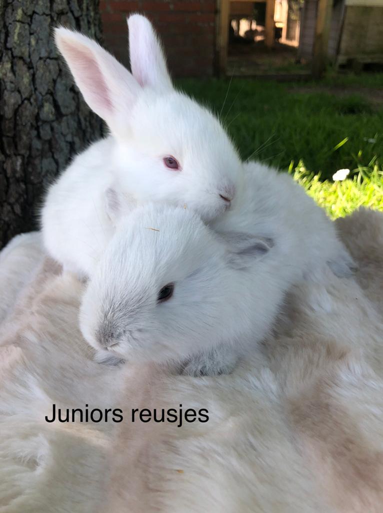 Duitse reus koppel (broer en zus), Dieren en Toebehoren, Konijnen, Meerdere dieren, Groot