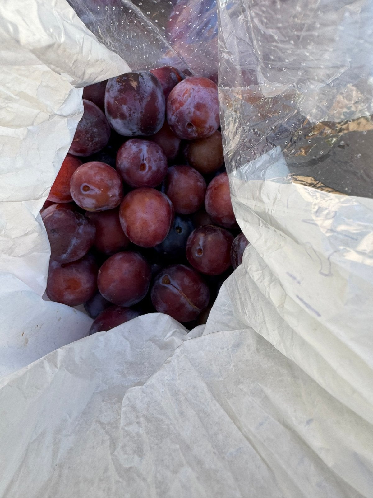 Pruimen uit eigen tuin en pruimenjam, Tuin en Terras, Planten | Fruitbomen, Ophalen