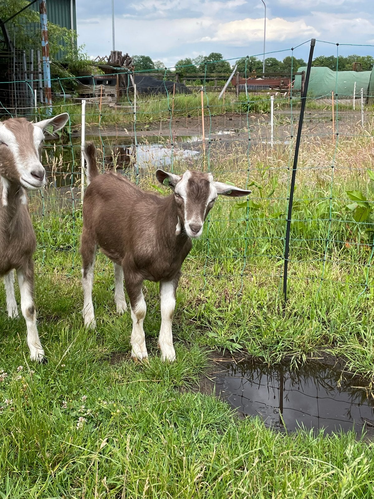 Mooi hoornloos toggenburger bokje, Dieren en Toebehoren, Schapen, Geiten en Varkens, Mannelijk, Geit
