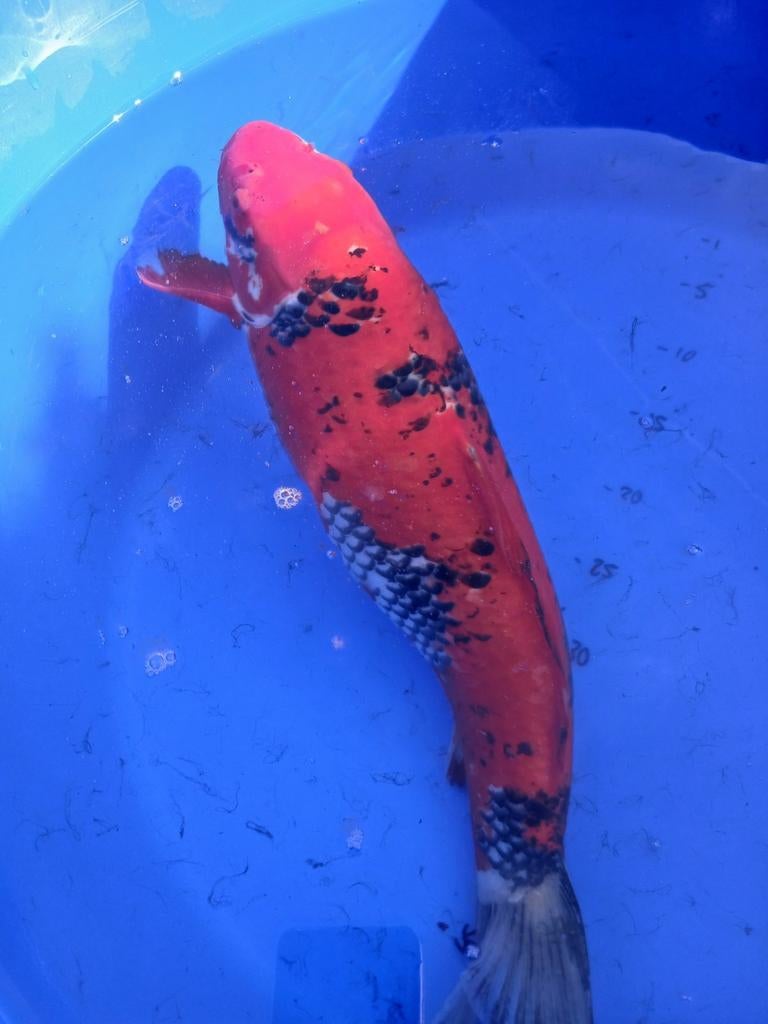 Japanse koi Ghosiki 40 cm van Kweker Tsuna