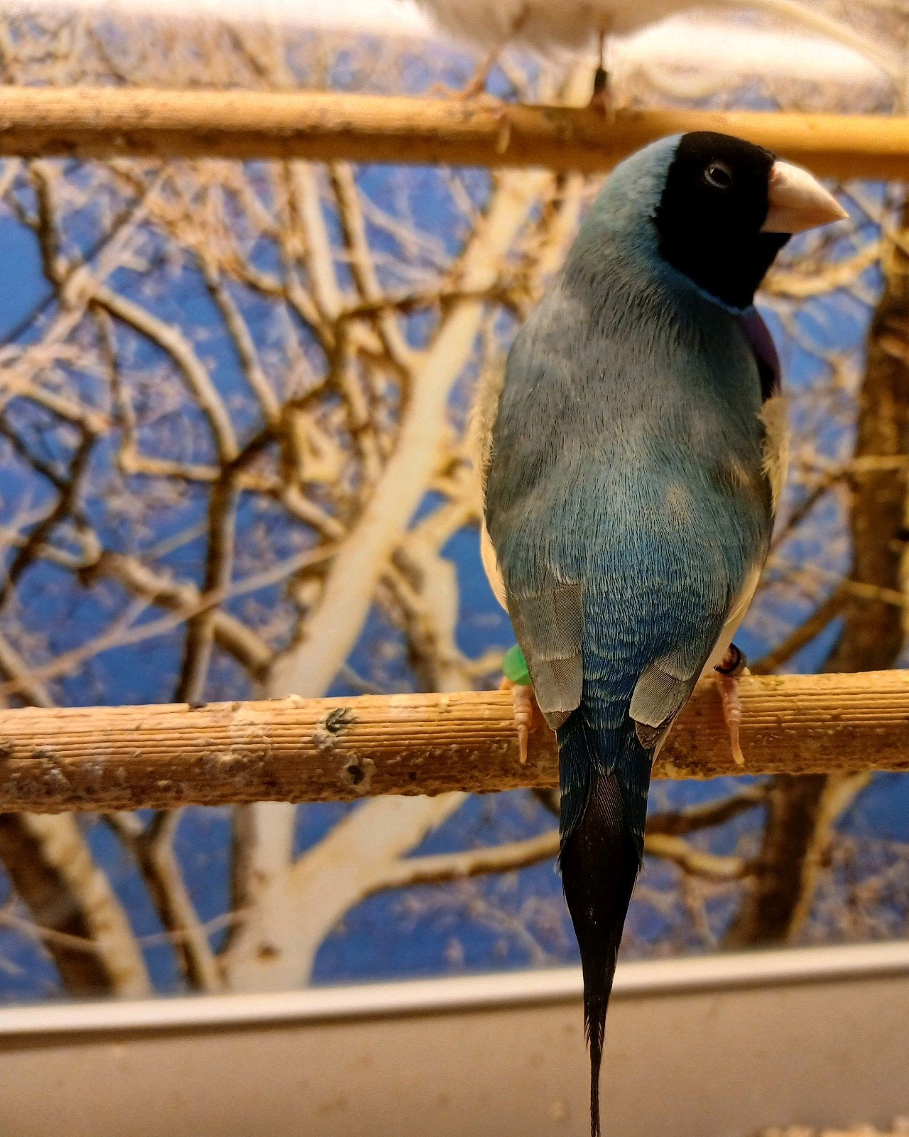 koppel blauwe gouldamadine, Dieren en Toebehoren