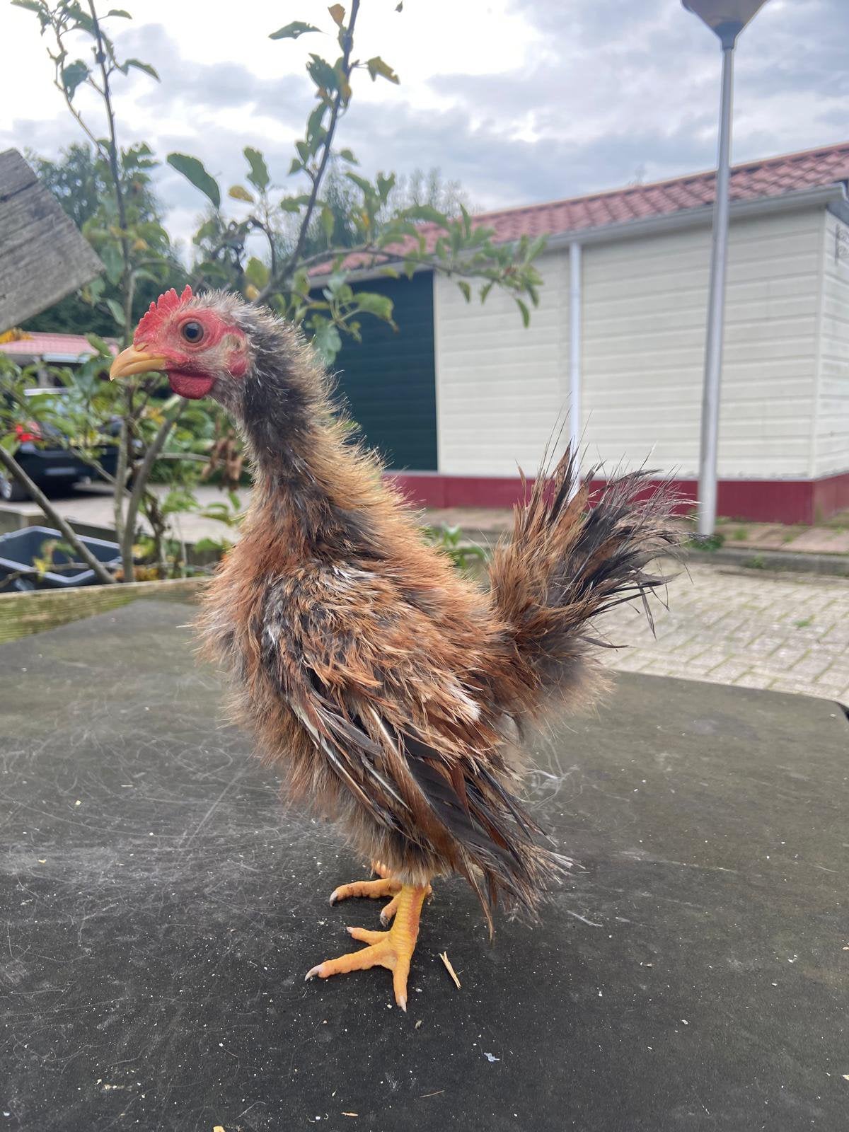 Serama hanen, Dieren en Toebehoren, Mannelijk, Kip