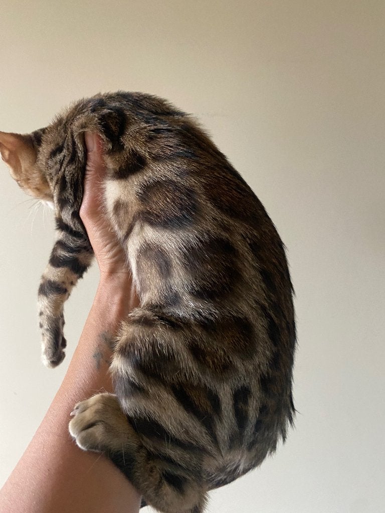 Bengaal kitten poesje met stamboom, Poes, Met stamboom, 0 tot 2 jaar