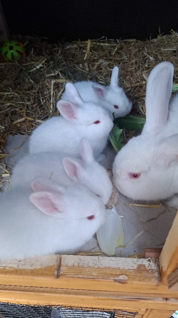 witte nieuw zeelander, Dieren en Toebehoren, Geslacht onbekend, Middelgroot, 0 tot 2 jaar
