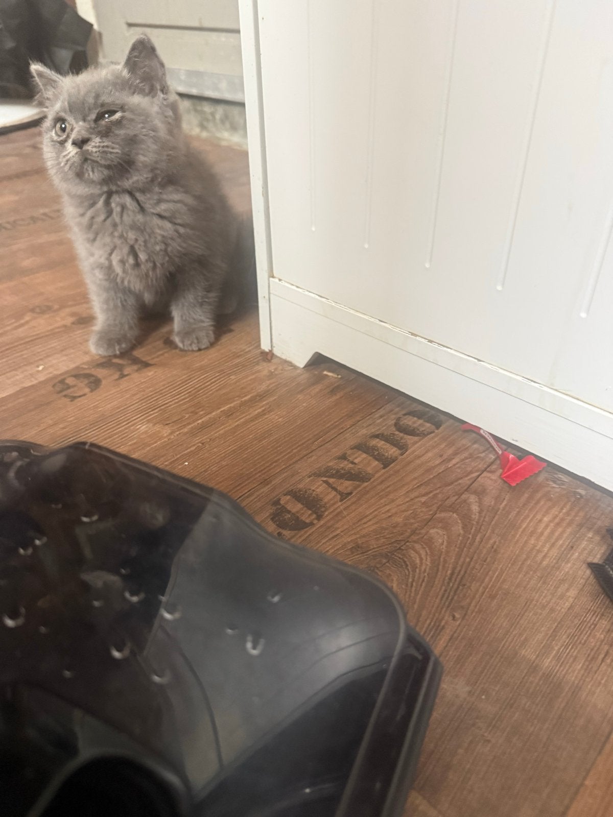 Siamese kat, Dieren en Toebehoren
